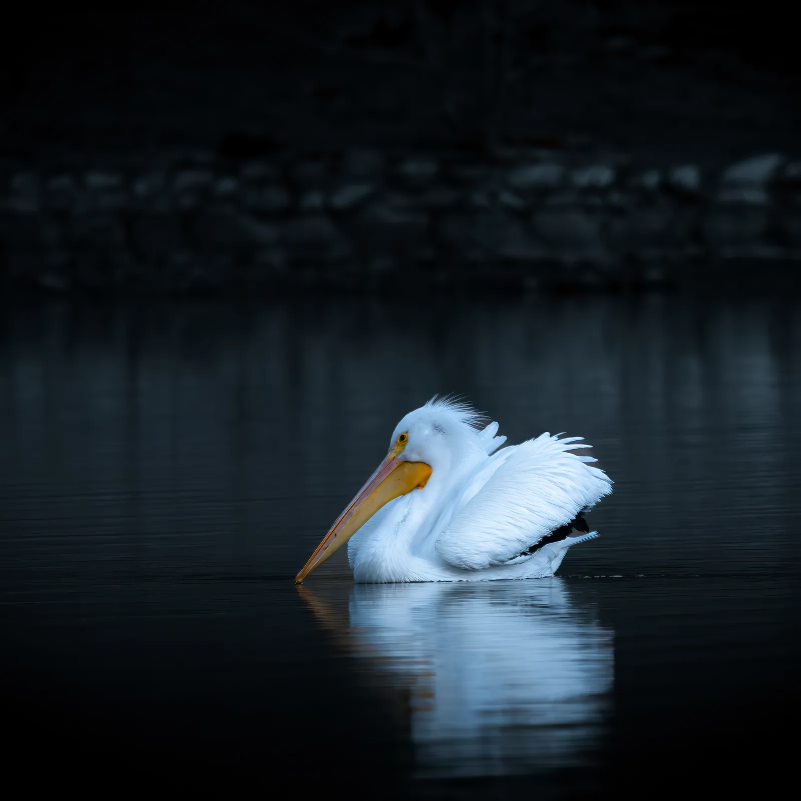 Close detail of Yucaipa nature subject with rich texture and color