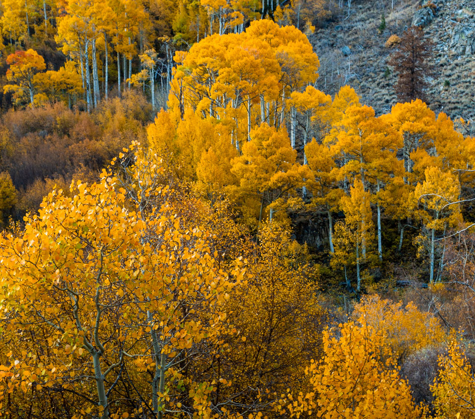 Explore Our Wide Range of Photos